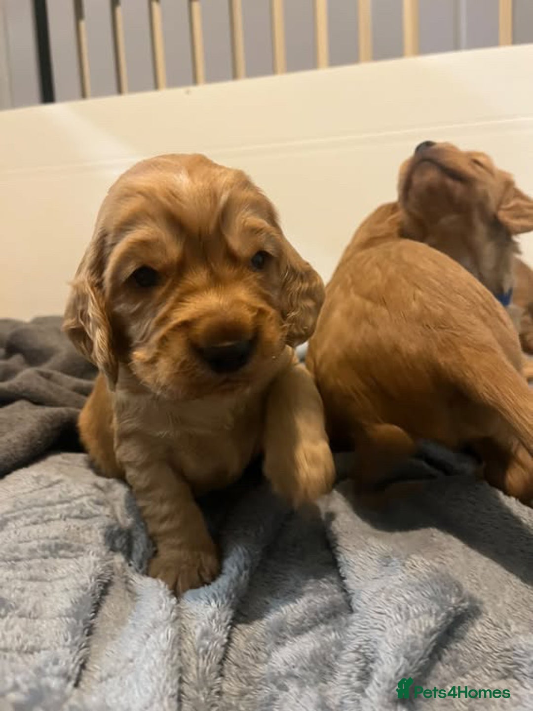 Cocker Spaniel dogs for sale: Beautiful littler of working cocker spaniels 😍 - Advert 8