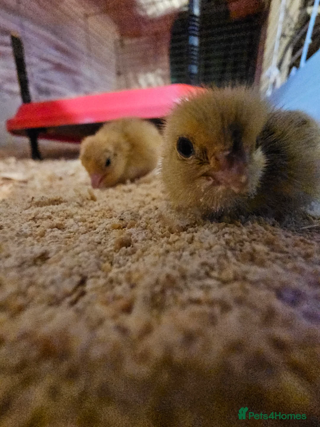 Quail poultry for sale: Coturnix (Japanese) Quail  - Advert 4