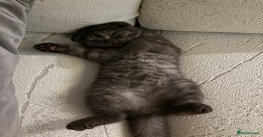 Scottish Fold cats - Advert 1