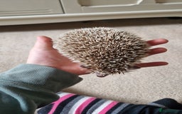 Pygmy Hedgehog rodents for sale: Oreo - male headgehog - Image 3