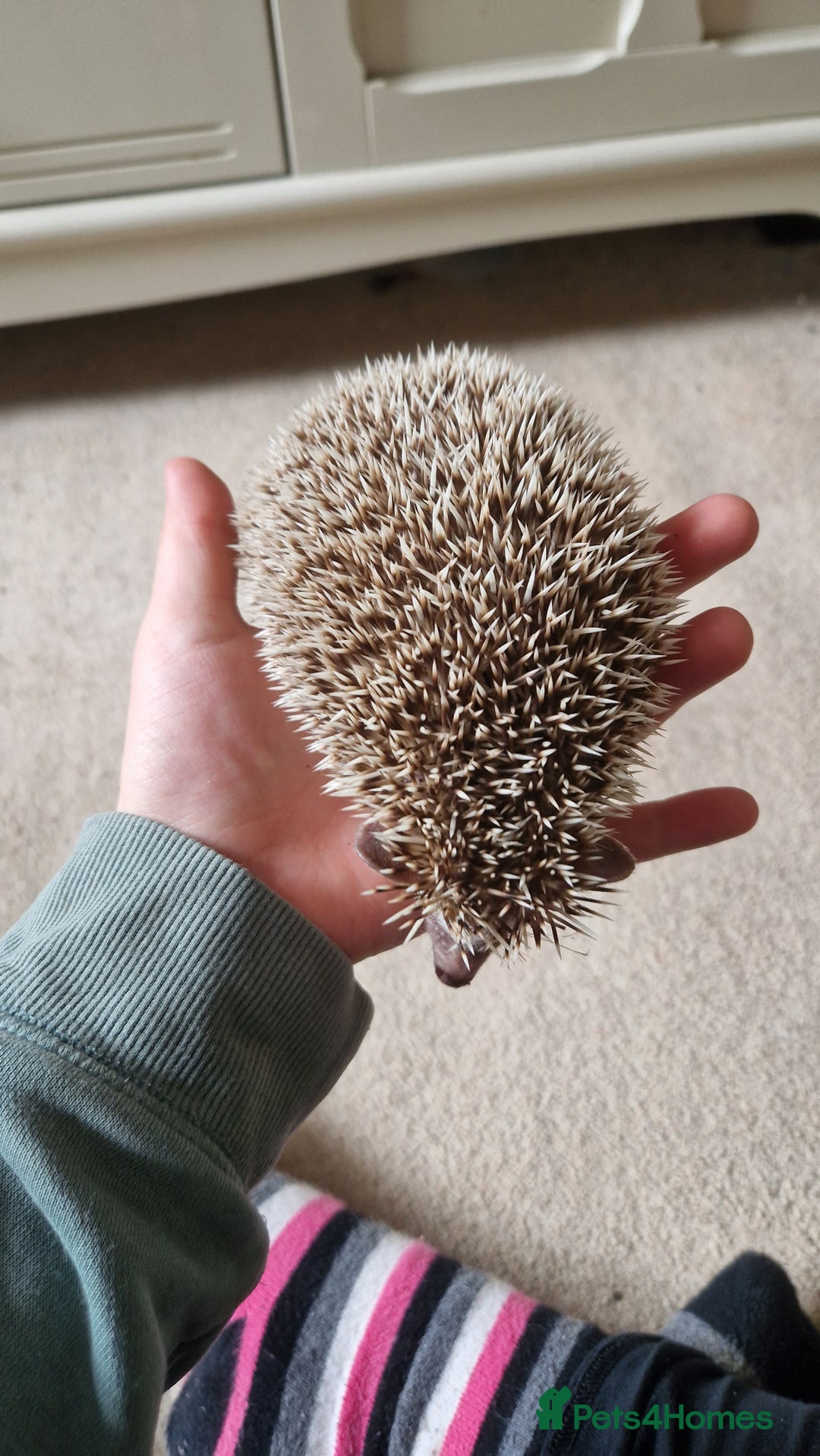 Pygmy Hedgehog rodents for sale: Oreo - male headgehog - Image 3