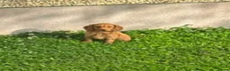 Cockapoo dogs for sale: Cockapoo Puppies Show Type - Advert 4