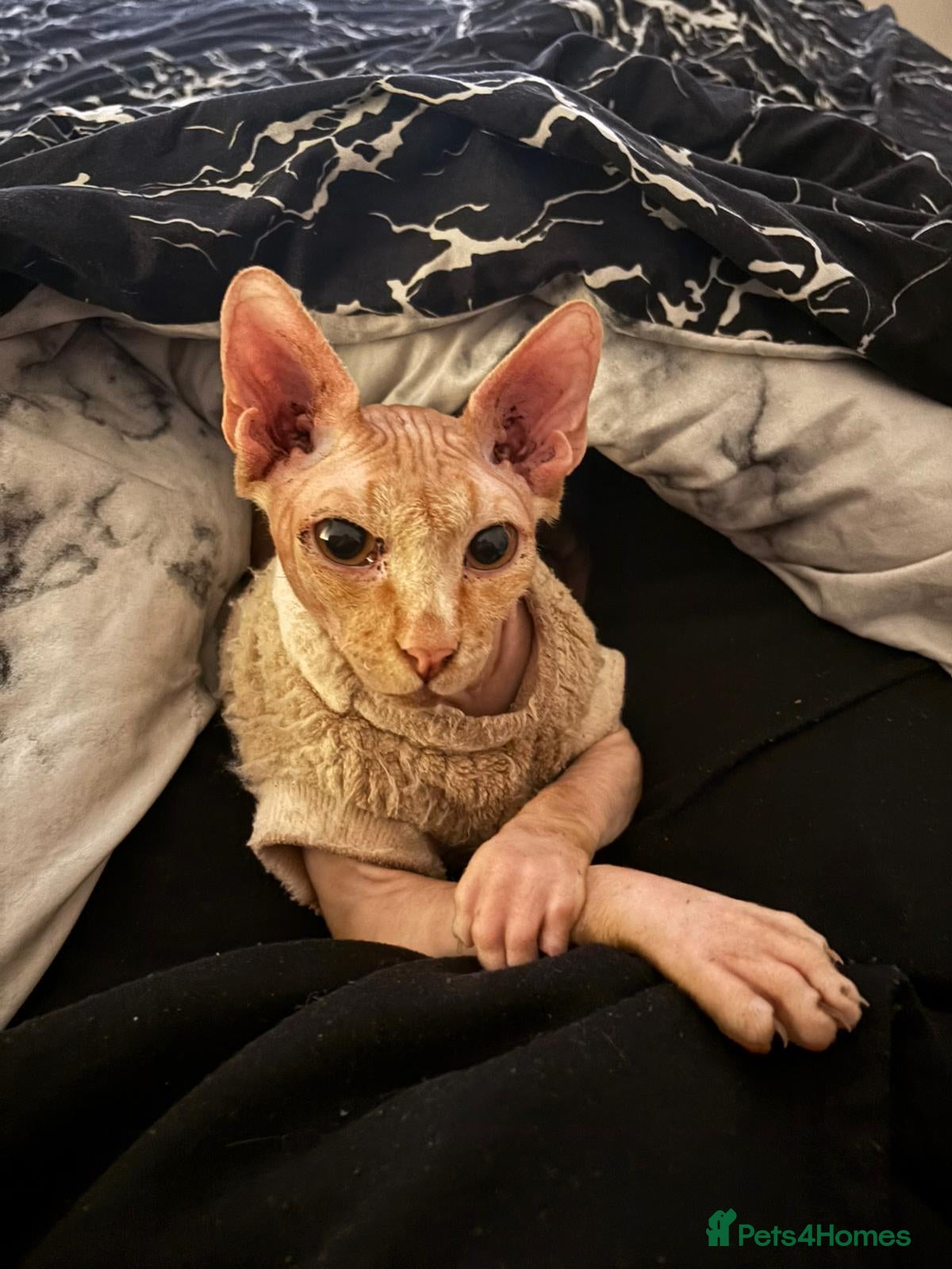 Sphynx cats 2 year old male spyhnx cat ready for a new home - Advert 12
