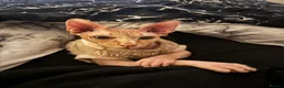 Sphynx cats for sale: 2 year old male spyhnx cat ready for a new home in Sheffield - Advert 1