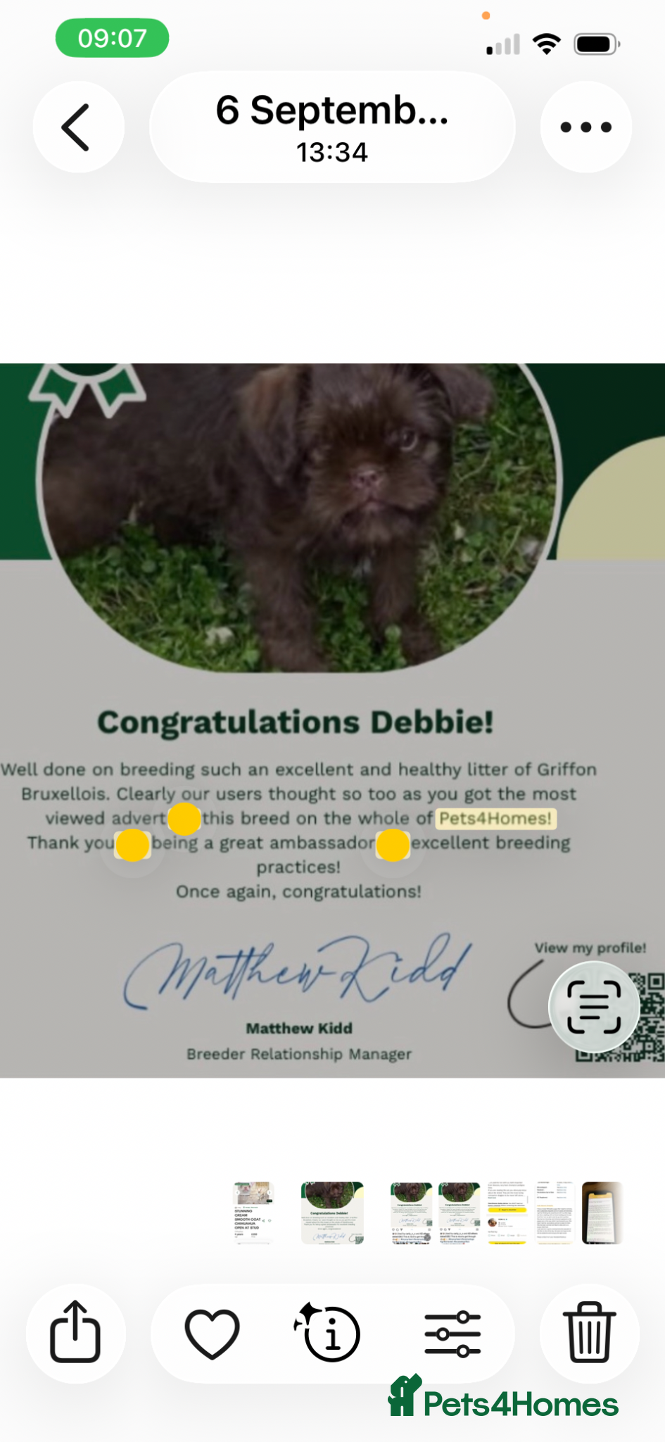 Griffon Bruxellois dogs for sale: New kids on the block  - Advert 1