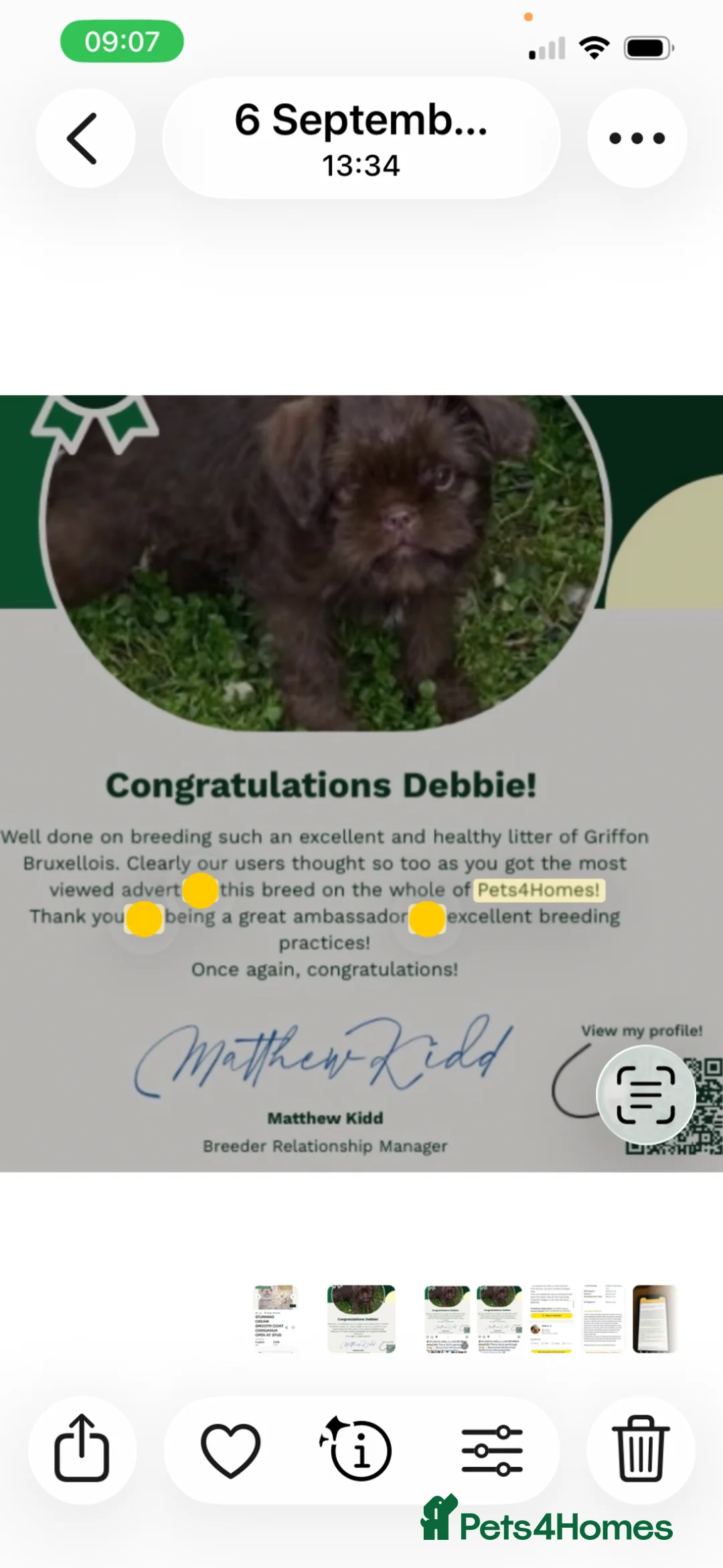 Griffon Bruxellois dogs for sale: New kids on the block  - Advert 1
