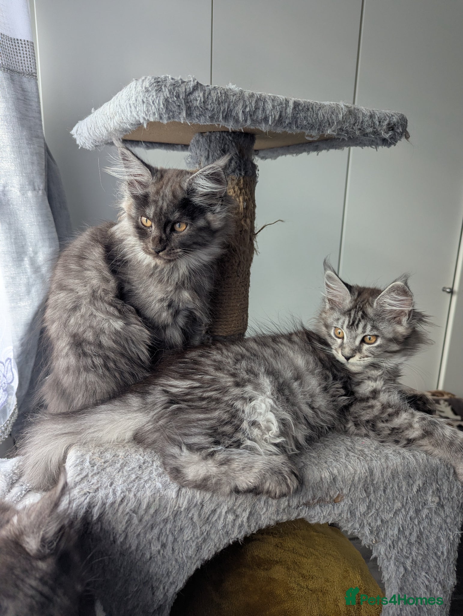 Maine Coon cats Exceptional Maine Coon Kittens for Loving Homes - Advert 12