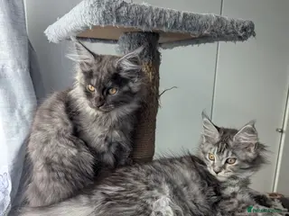 Maine Coon cats Exceptional Maine Coon Kittens for Loving Homes - Advert 12