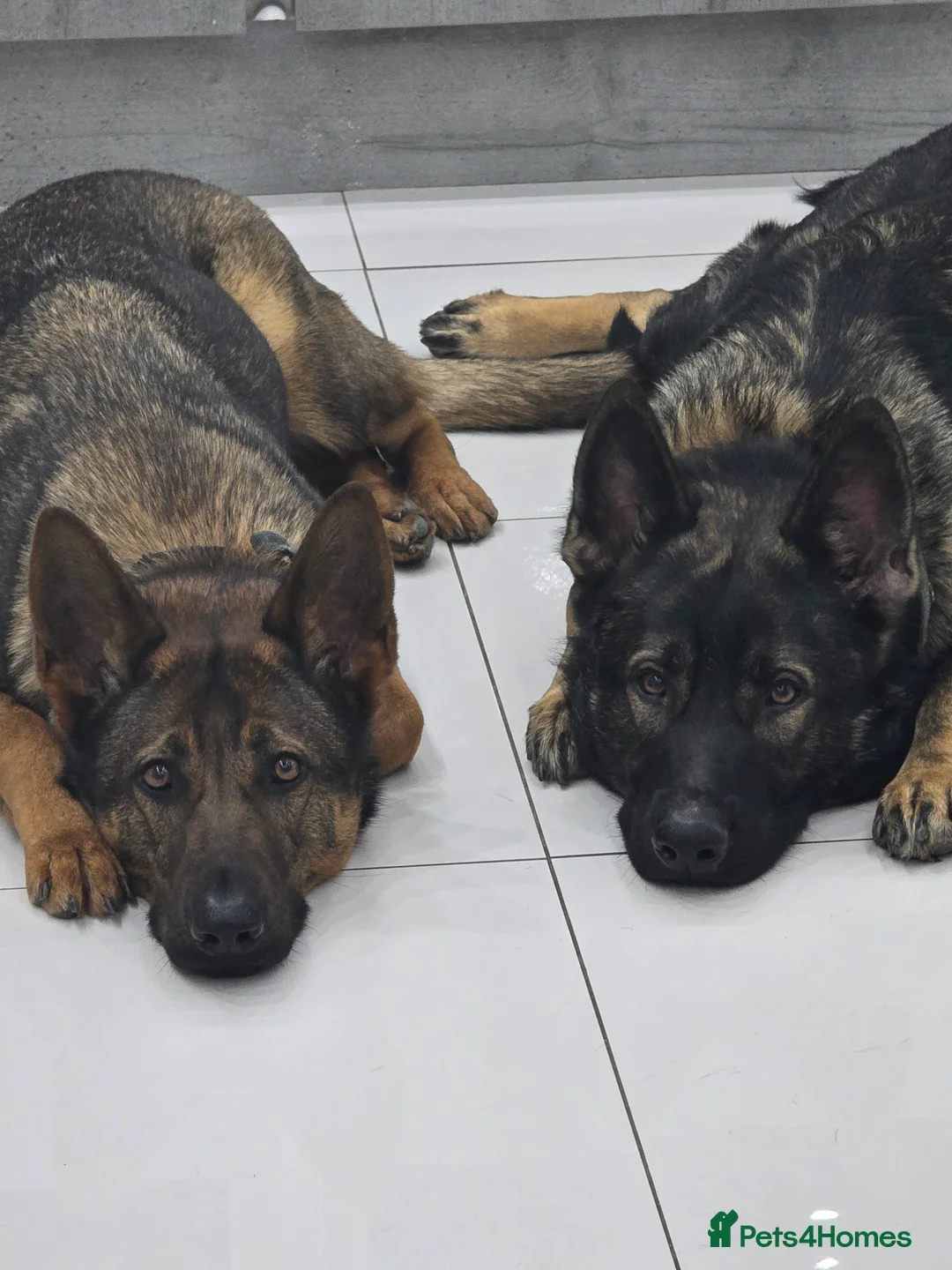 German Shepherd dogs for sale: Working line german shepherd pups  - Advert 11