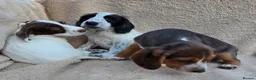 Cocker Spaniel dogs for sale: Beautiful litter of unusual colour Cocker spaniel  - Advert 13