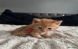 Domestic Shorthair cats for sale: 6 beautiful kittens - Image 18