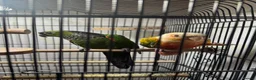 Conures birds for sale: 🦜 Beautiful Conure Pair (Pineapple + Green Cheek) in Weybridge - Advert 1