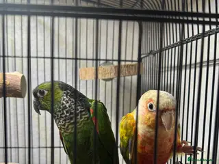 Conures birds 🦜 Beautiful Conure Pair (Pineapple + Green Cheek) - Advert 1