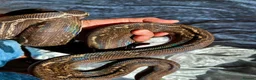 Boa Snake reptiles for sale: Sonoran Leopard Boa - Advert 2