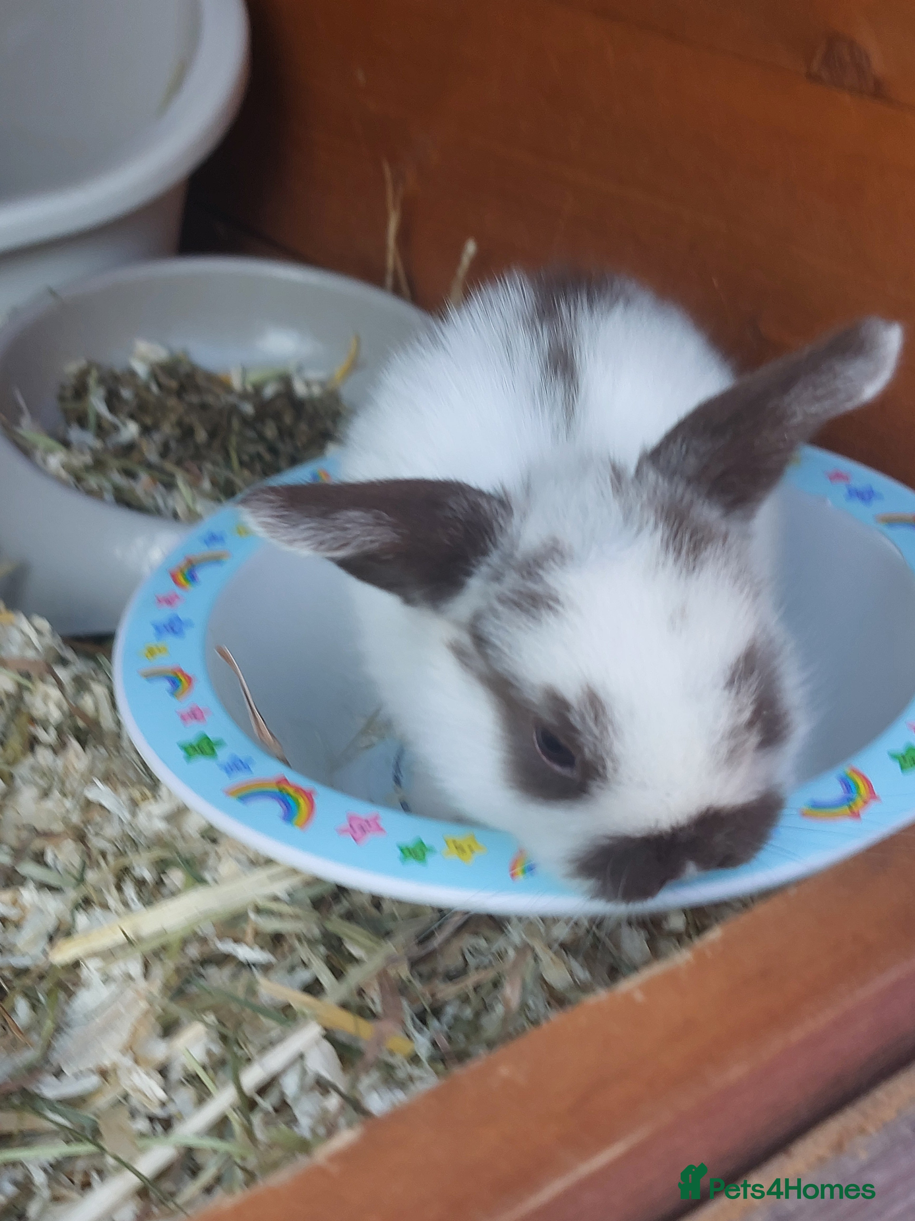 English Lop rabbits Pure bread lop  - Advert 17