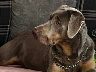 Mixed Breed dogs Beautiful lab Puppys - Advert 1