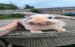 Mini Lop rabbits for sale: Mini lop *PLEASE READ* - Image 3