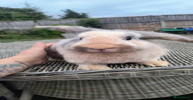 Mini Lop rabbits - Advert 4
