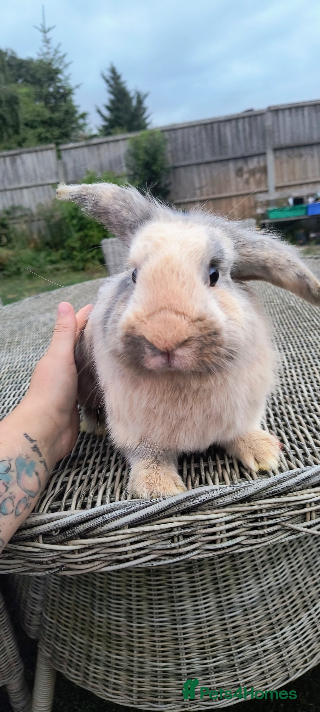Mini Lop rabbits for sale: Mini lop *PLEASE READ* - Image 3