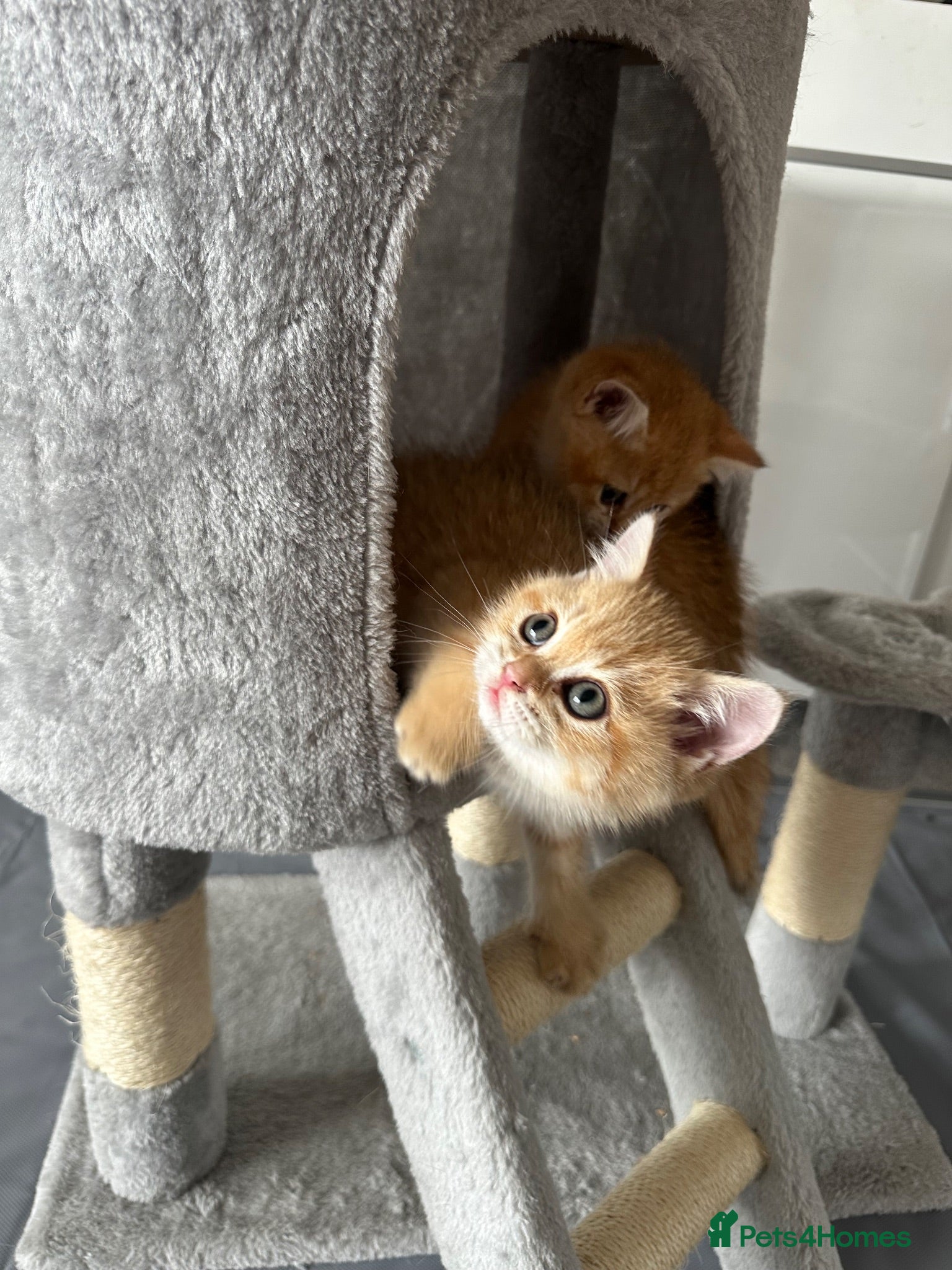 British Shorthair cats  Stunning chocolate golden British Shorthairs - Advert 3
