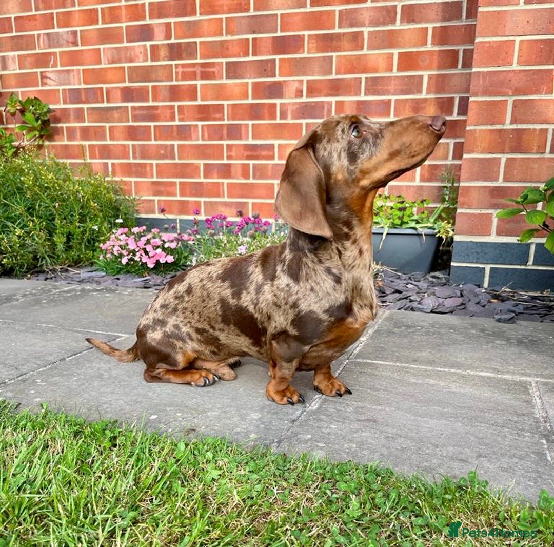 Miniature Dachshund dogs for stud: PROVEN KC Miniature Dachshund Stud in Derby - Advert 4