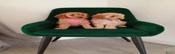 Cockapoo dogs for sale: Family-Raised Miniature Cockapoos  available now  - Advert 12