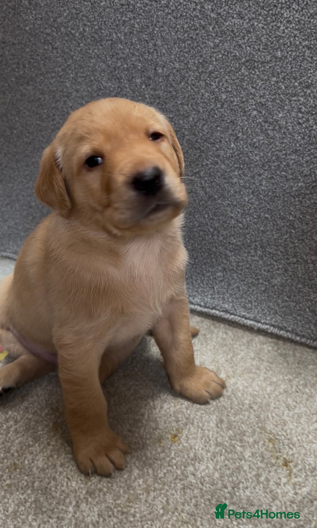 Labrador Retriever dogs for sale: KC Reg Labrador Puppies For Sale - Image 4