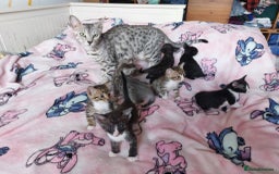 Savannah cats for sale: Playful Savannah F5 Mix Kittens for Loving Homes - Image 6