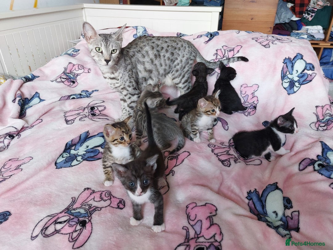 Savannah cats for sale: Playful Savannah F5 Mix Kittens for Loving Homes - Image 6