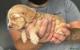 Cockapoo dogs for sale: OUTSTANDING FB1 COCKAPOOS - Image 10