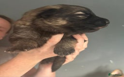 German Shepherd dogs for sale: German Shepherd pups - Image 4