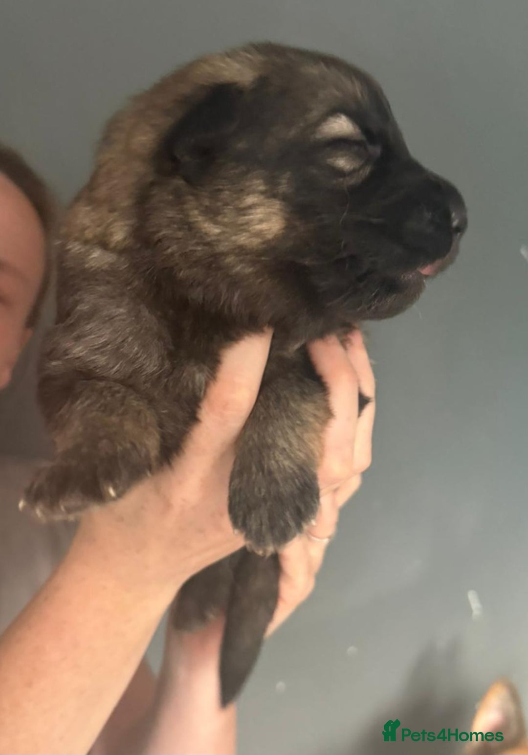 German Shepherd dogs for sale: German Shepherd pups - Image 4