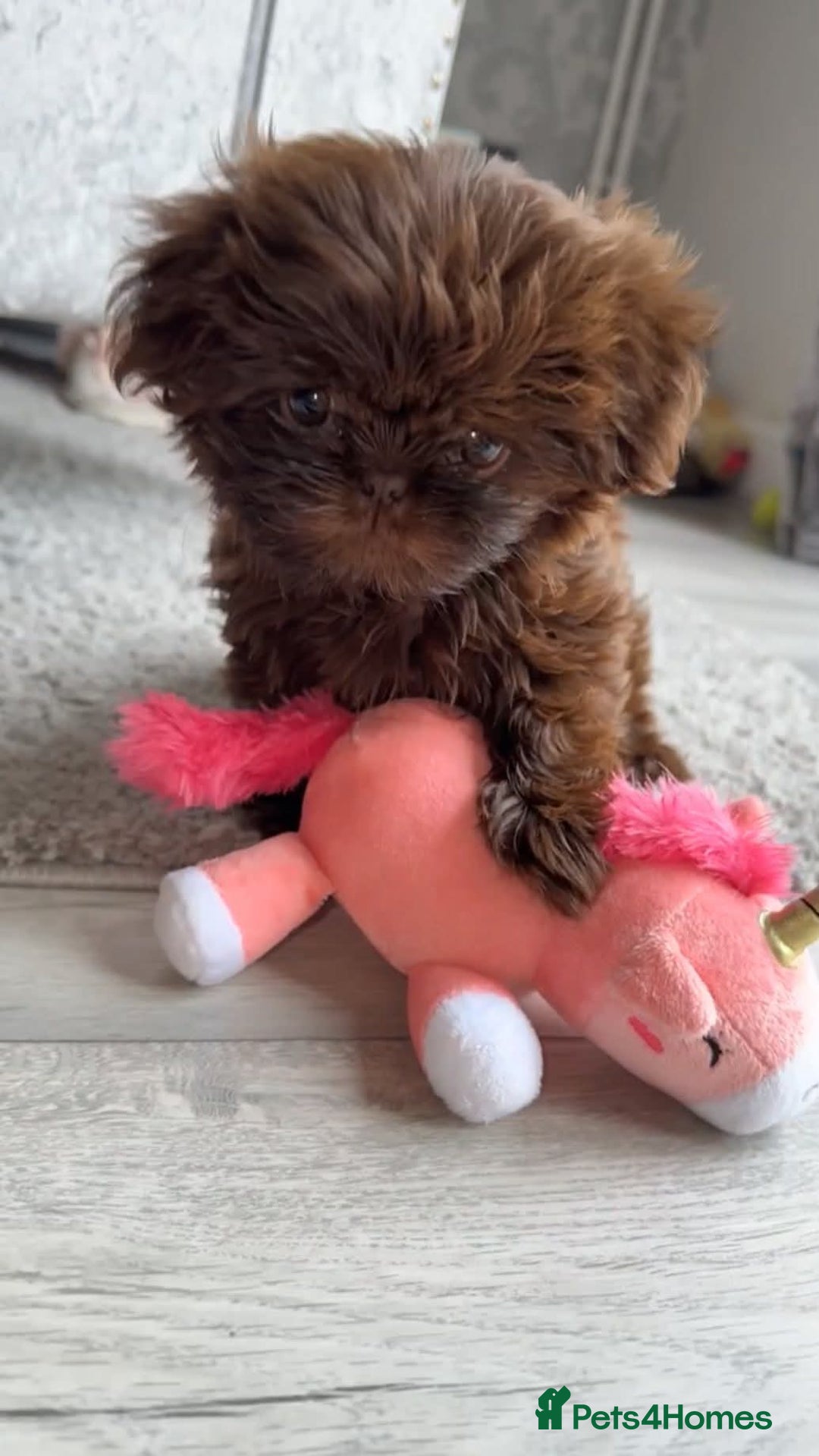 Shih Tzu dogs for sale: Imperial shih tzu - Image 4