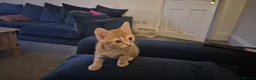 Mixed Breed cats for sale: 12 week old ginger tom - Advert 3