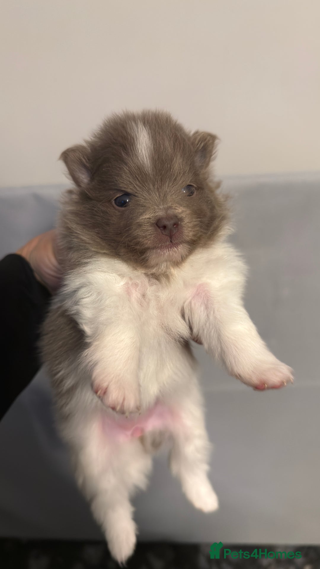 Pomeranian dogs for sale: Kc reg champion Russian bloodline Pomeranian - Advert 1