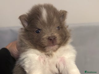 Pomeranian dogs Kc reg champion Russian bloodline Pomeranian - Advert 6