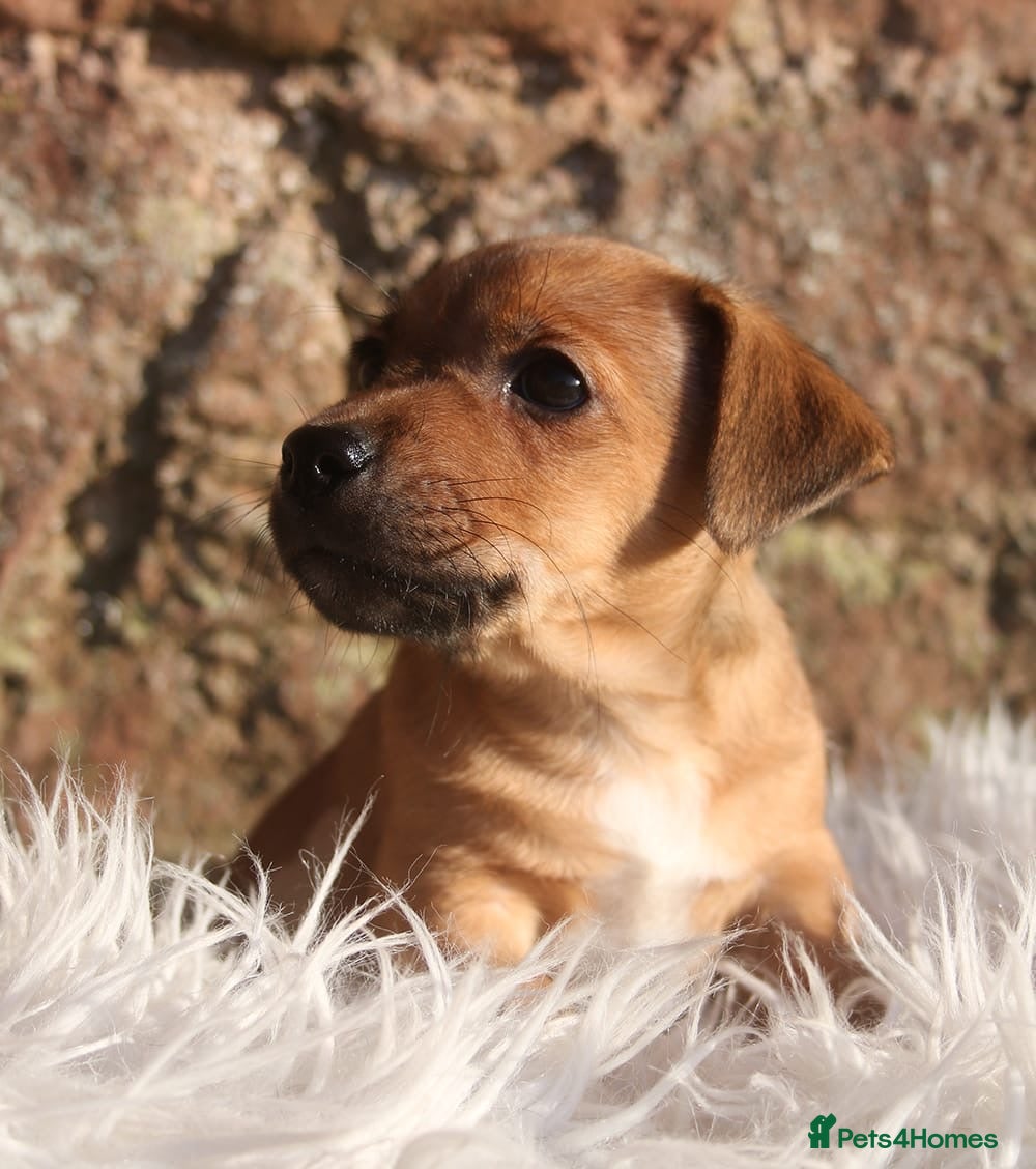 Jack Russell dogs Beautiful Jack Russell puppies  - Advert 1