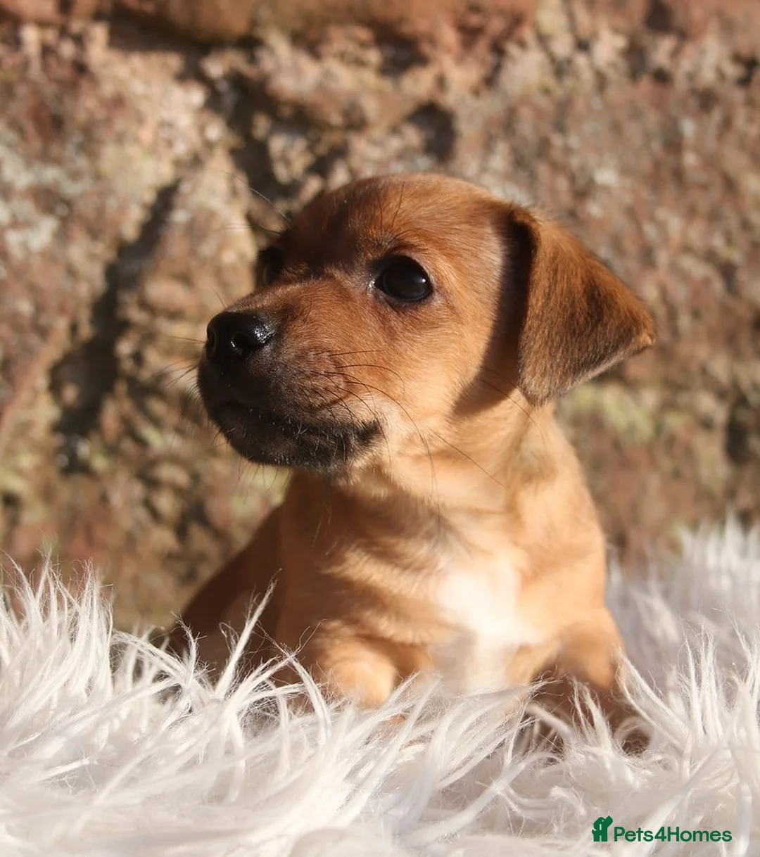 Jack Russell dogs for sale: Beautiful Jack Russell puppies  in Dunbar - Advert 1