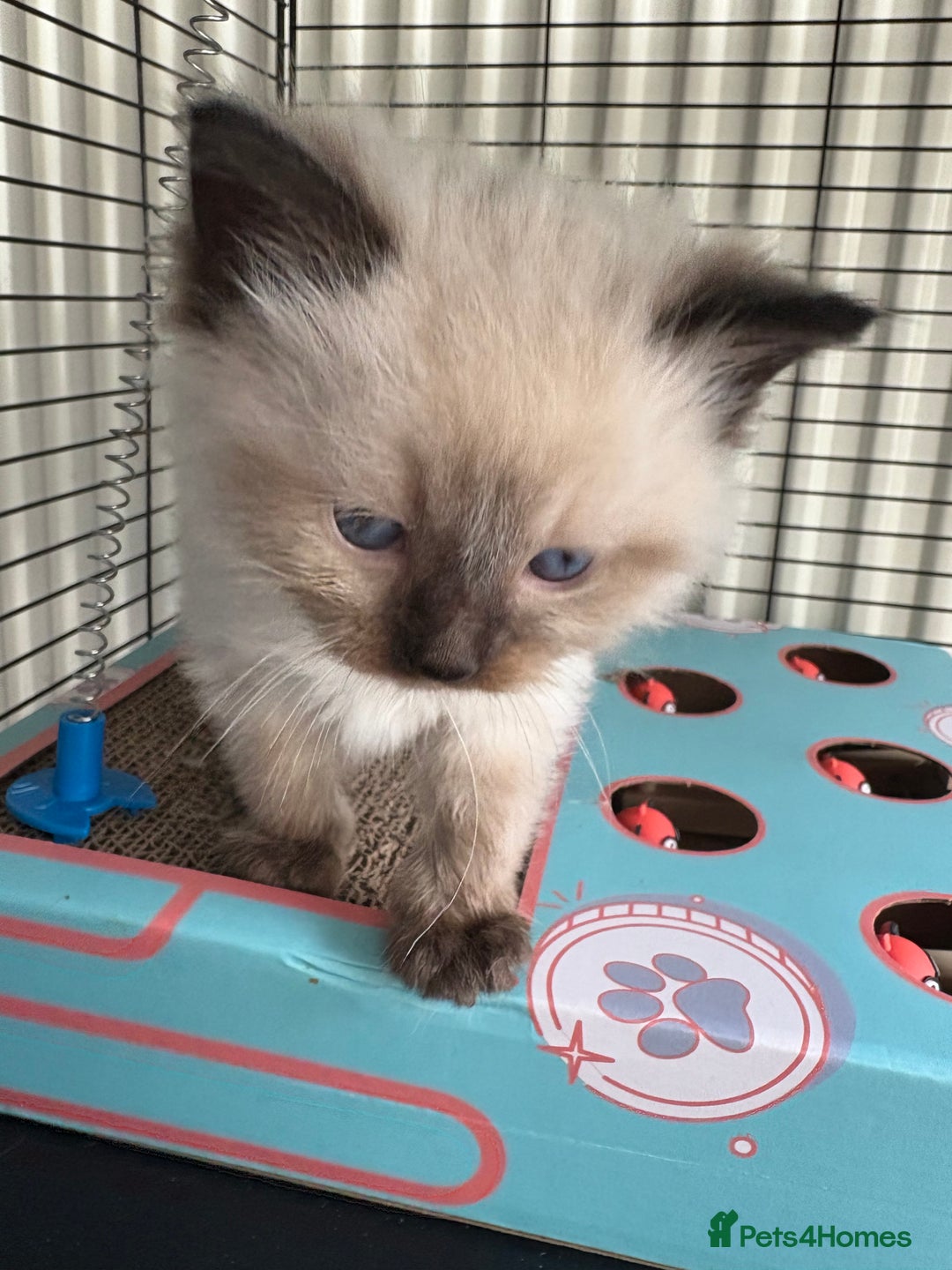 Ragdoll cats for sale: Ragdoll kittens for sale  in Runcorn - Image 15