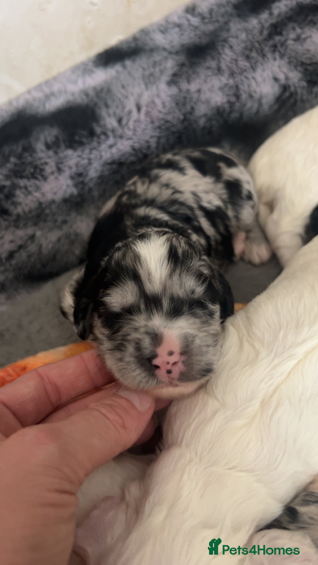 Cockapoo dogs for sale: Multi-Gen Cockapoo Puppies for sale.  - Image 2