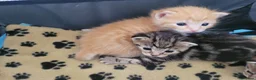 Mixed Breed cats for sale: Beautiful kittens for sale - ready 21ST May - Advert 3