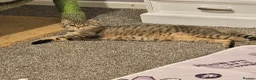 British Shorthair cats for sale: Active, gccf and tica registeted queen - Advert 16