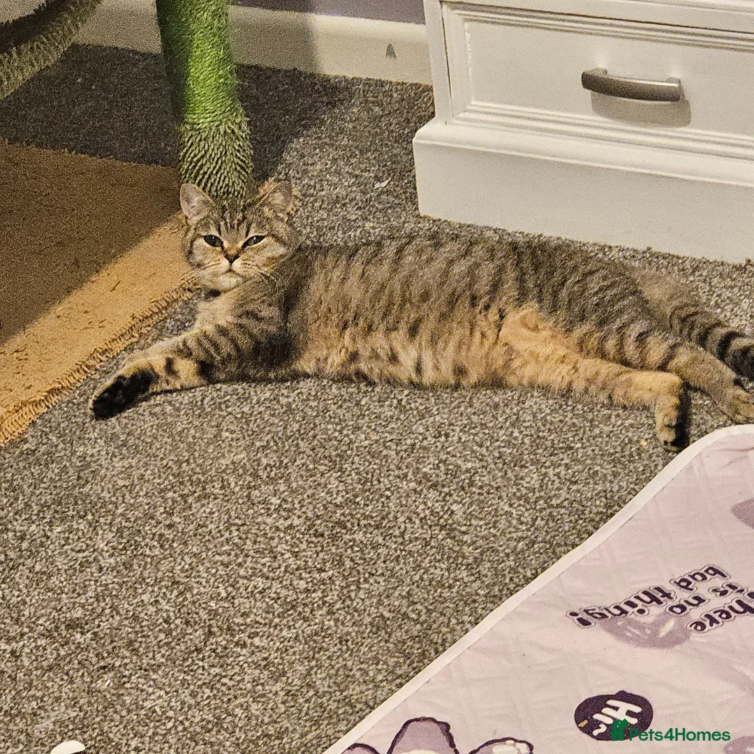 British Shorthair cats for sale: Active, gccf and tica registeted queen - Advert 16
