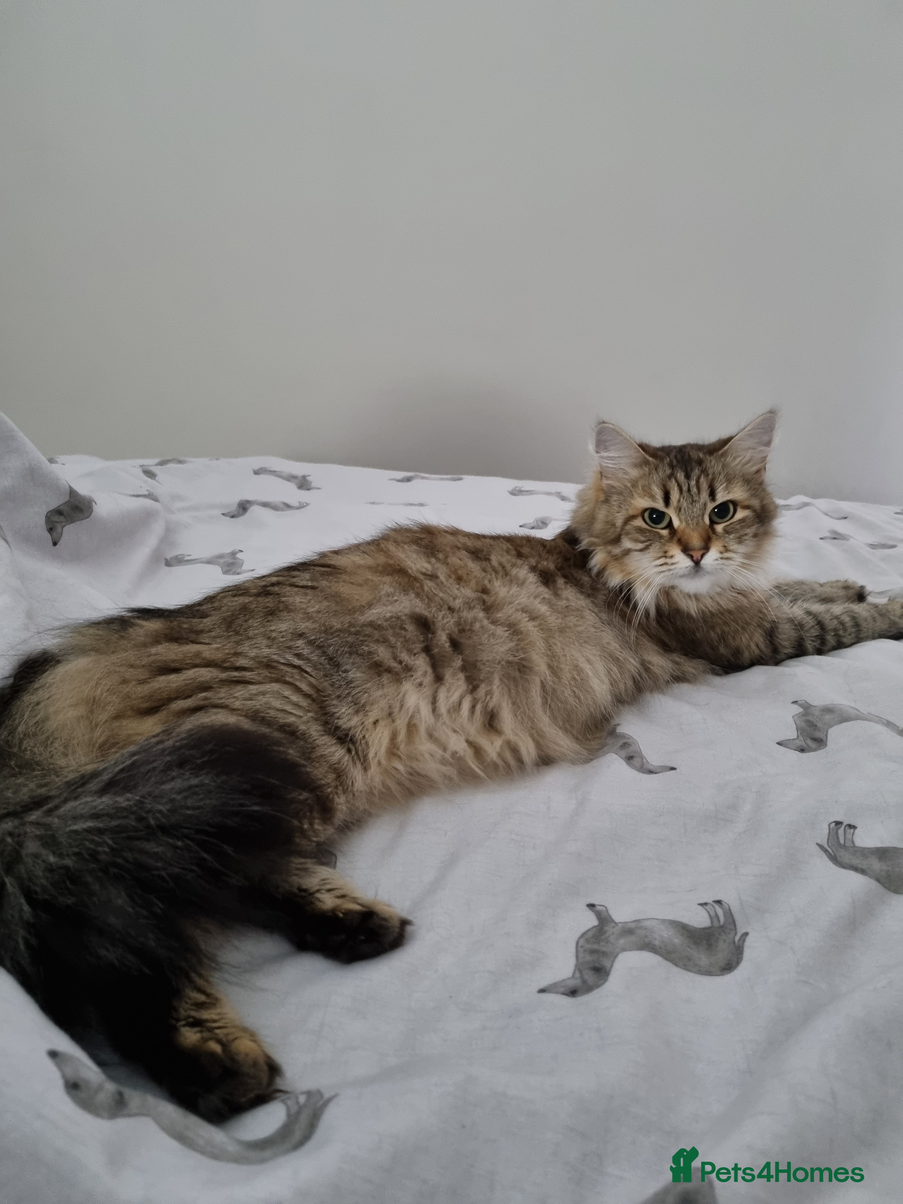 Siberian cats Retired Queen Siberian Indoor only cat - Advert 4