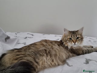 Siberian cats Retired Queen Siberian Indoor only cat - Advert 1