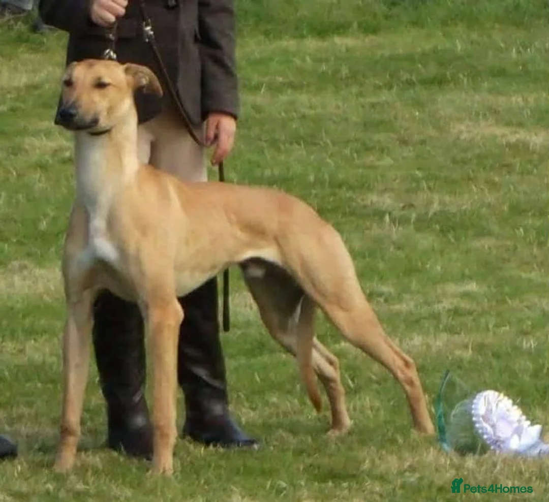 Lurcher dogs for sale: 3 male lurcher puppies.  in Bakewell - Advert 2