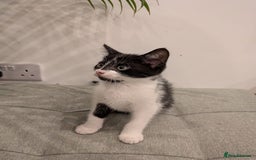 Mixed Breed cats for sale: Adorable kittens ready - Image 4