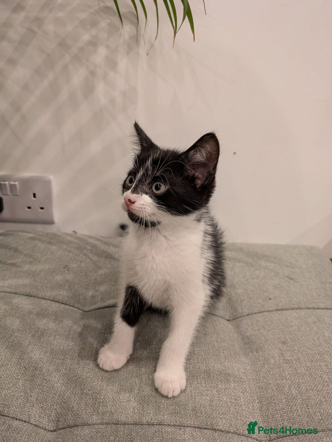 Mixed Breed cats for sale: Adorable kittens ready - Image 4