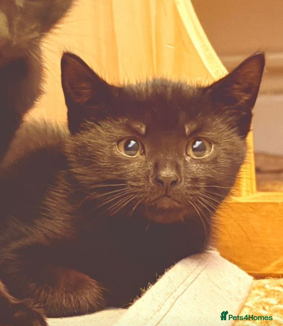 British Shorthair cats for sale: 2 Black Female kittens Ready to go - Image 3
