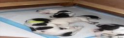 Sprocker dogs for sale: Sprocker puppies in Basildon - Advert 2